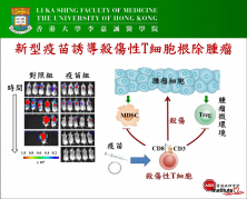 港大發現殺傷性T細胞可消除腫瘤的新機制